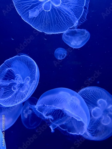 Photography jelly fish in the water