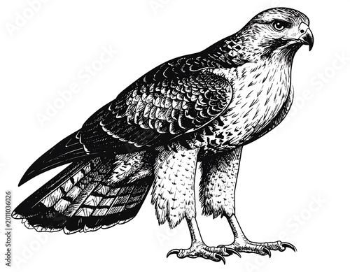 Detailed illustration of a hawk isolated black and white drawing