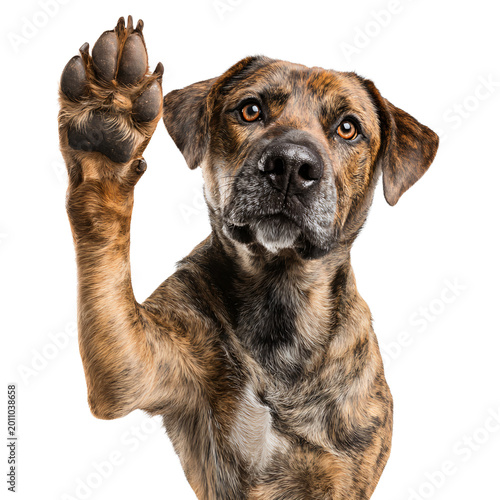 Professional Dog Training: Cute Dog Raising Paw to Give High Five - Transparent Background