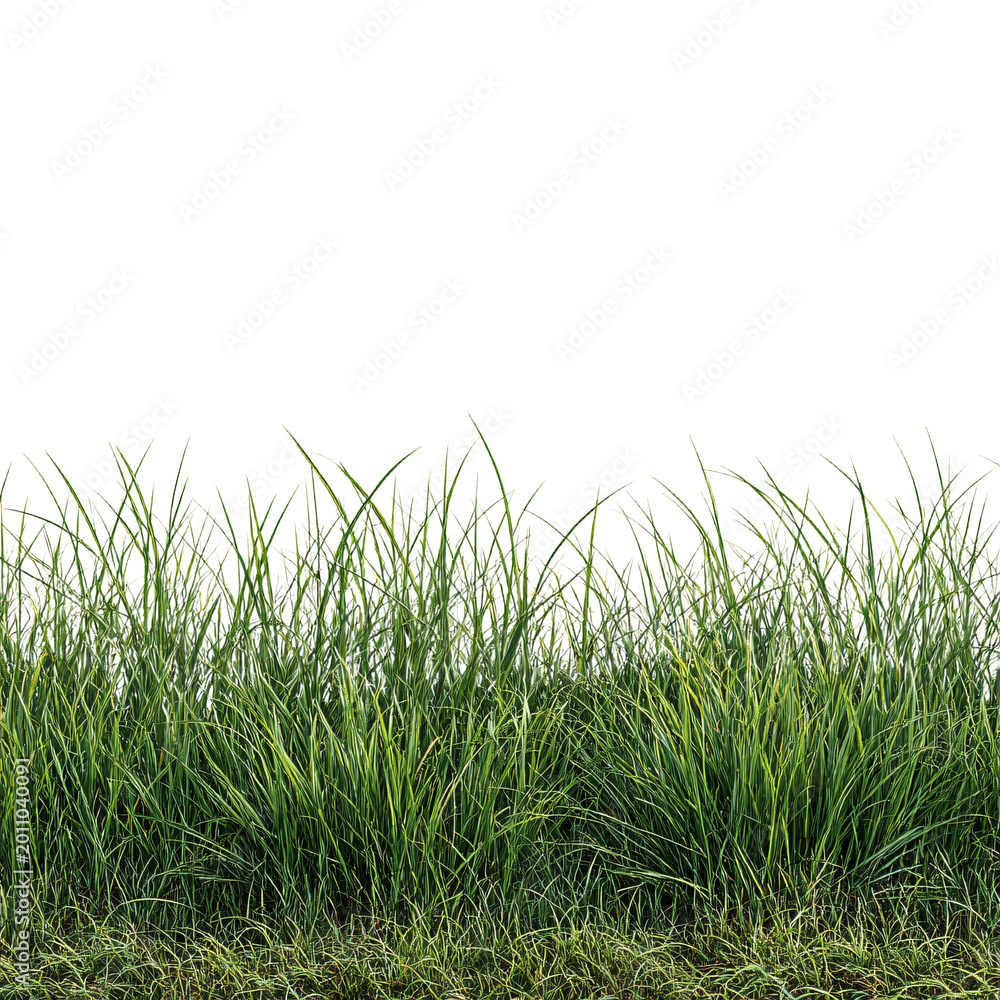 Fototapeta premium Meadow Grass Row Isolated on Transparent Background PNG Stock Photo