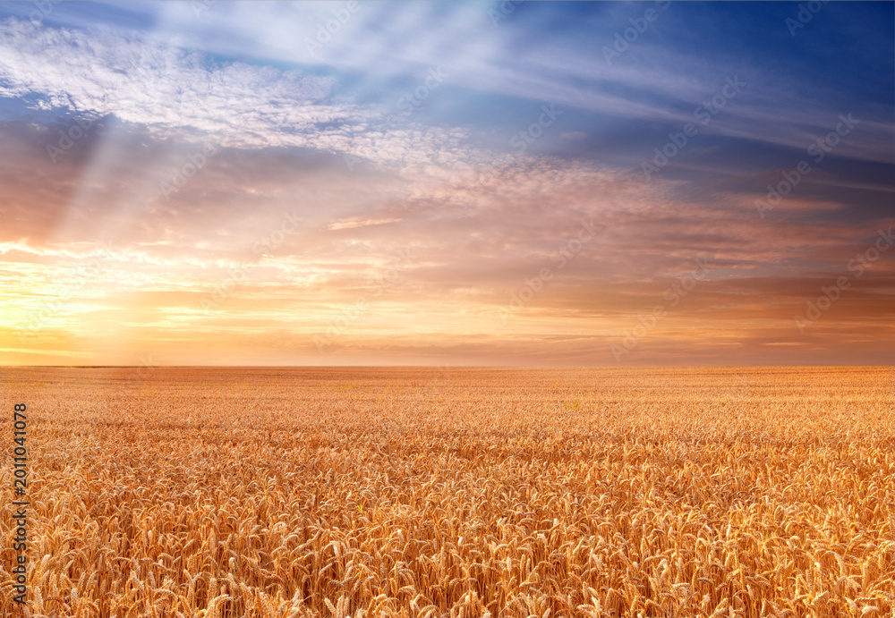 Fototapeta premium Wheat, growth or sunset on farm with crops, landscape or sustainable environment for food production. Space, evening or agro scenery in rural countryside with field, grain plant or agriculture