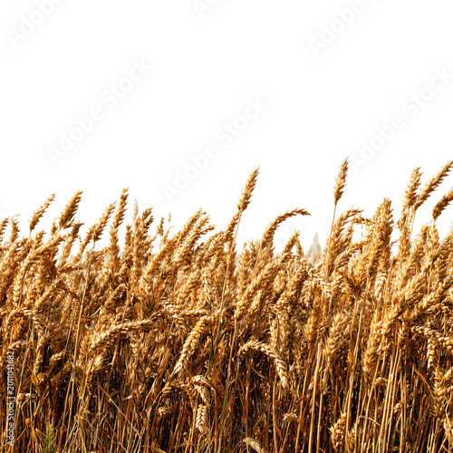 High-Quality Wheat Field Transparent Background PNG for Professional Designs
