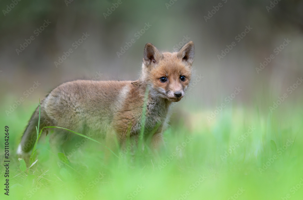 Fototapeta premium Cute young red fox in the forest ( Vulpes vulpes )