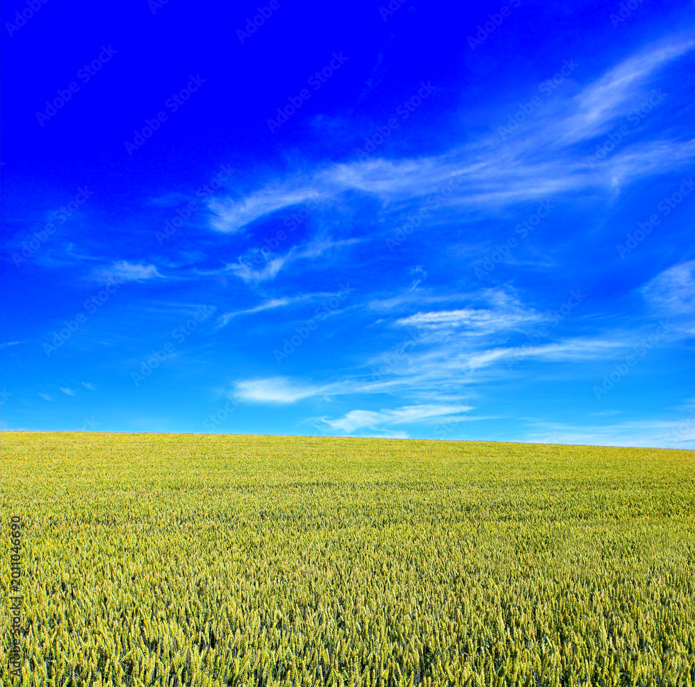 Fototapeta premium Green, wheat and landscape on farm with peace, blue sky and sustainable environment for food production. Space, outdoor and agro scenery in countryside with barley field, plant growth or agriculture.