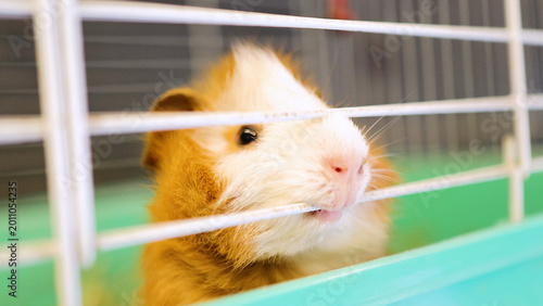 Quadro su tela Abyssinian Guinea Pig Chewing on White Metal Bars of Its Cage