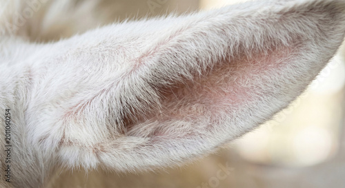 An extreme macro photograph focusing on the inner curve of a donkey’s long ear. The shot highlights the dense, downy white fur and the delicate pinkish skin visible beneath. 