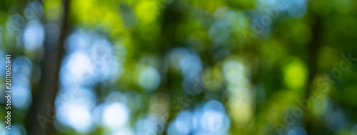 Lush plants and trees blur green background. Overlay of green leaves with blur effect. Blurred summer park background. Soft glowing textures for green nature wallpaper. Greenery pattern for eco.