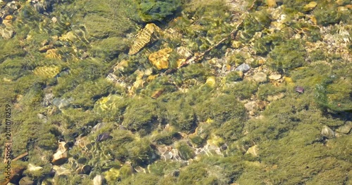 High angle view of crystal clear river water rippling over a shallow rocky riverbed with green moss and pebbles on a bright sunny day