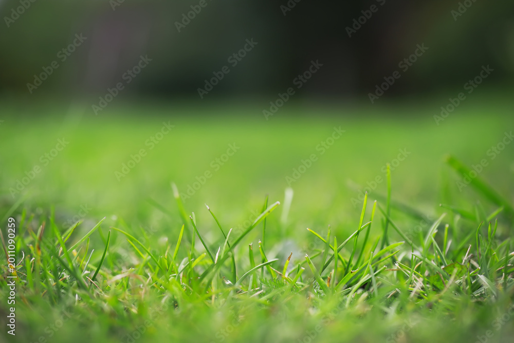 Fototapeta premium Close-Up View of Fresh Green Grass in Outdoor Natural Setting