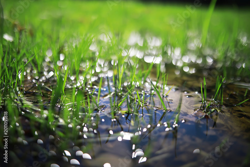 Schilderij op canvas Close-Up of Wet Grass Blades with Water Droplets and Sunlight Bokeh Effects