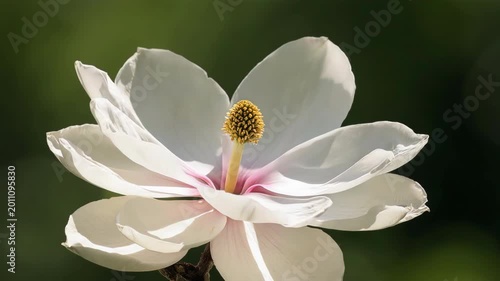 white magnolia flower