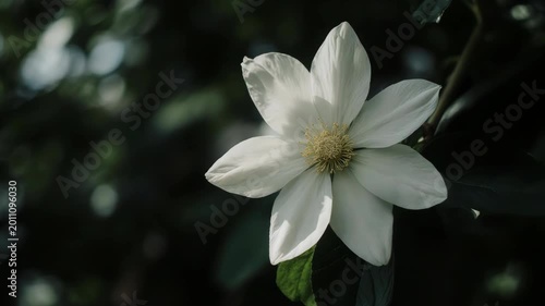 white magnolia flower