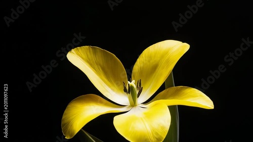 yellow orchid on black