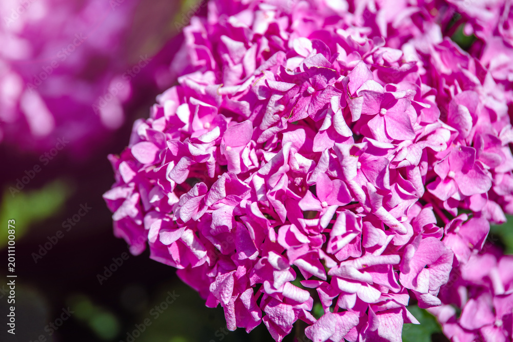 Obraz premium Pink hydrangea blooms in summer in the city Park 