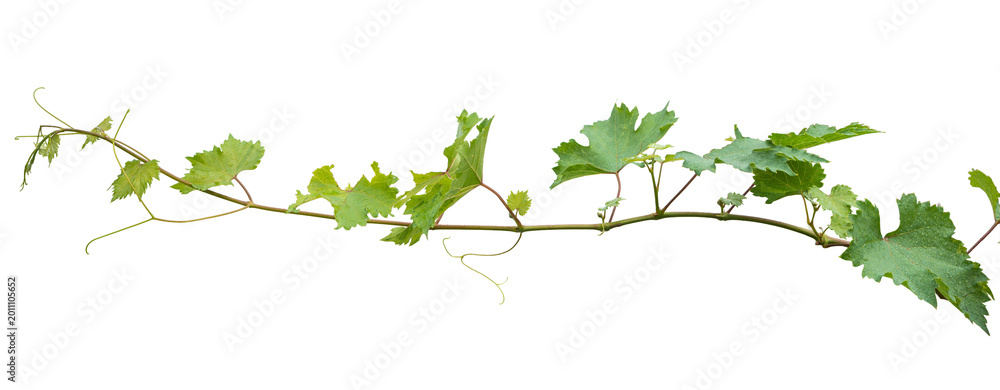 Obraz premium Grape branch on transparent background.Grapevine.