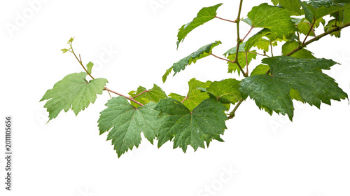 Grape branch on transparent background.Grapevine.