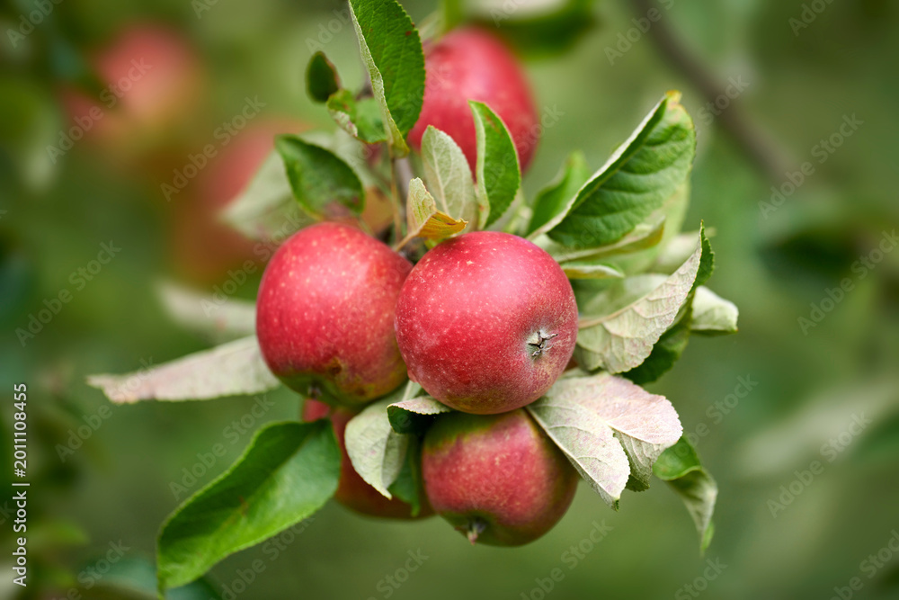 Obraz premium Agriculture, leaves or apple bunch in tree at orchard, produce growth or production for sustainability. Fruit cultivation, harvest and crop development for horticulture, organic farming and nature