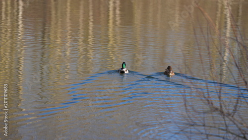 Foto ducks on the water