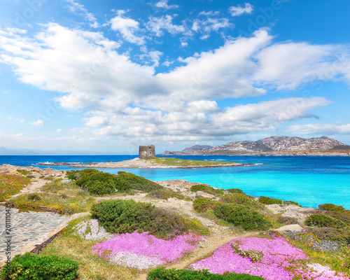 Remarkable blooming flowers on Famous La Pelosa beach with Torre della Pelosa.