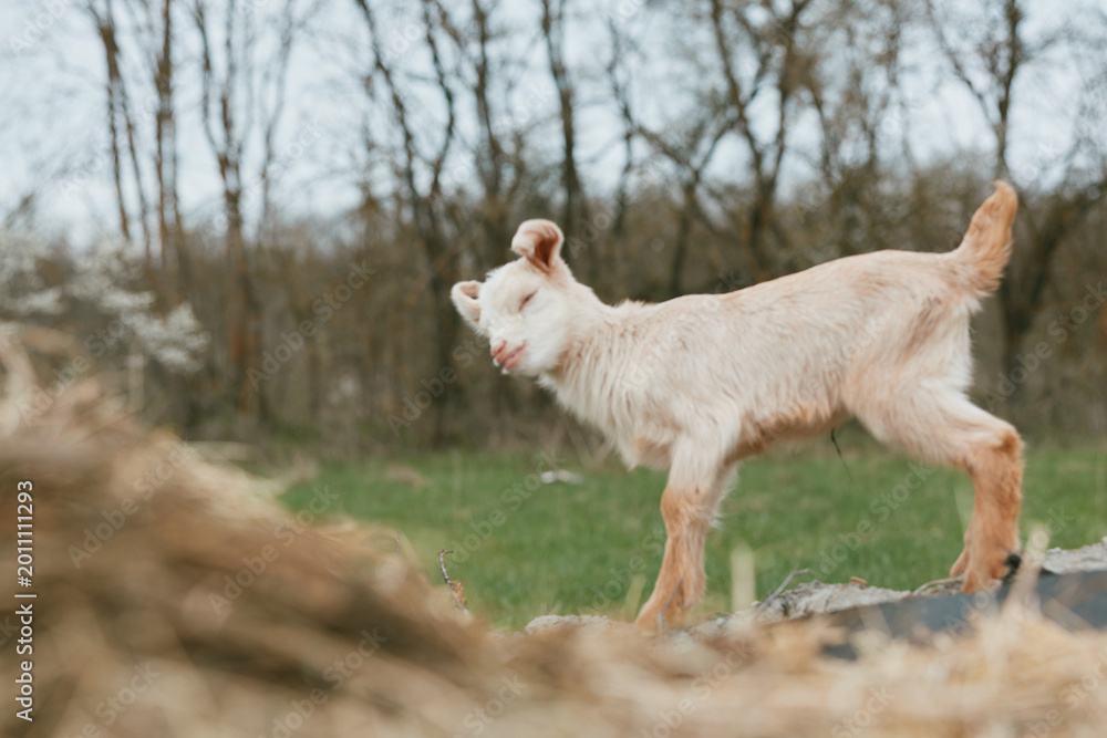 Obraz premium Goat kid outdoors in a sunlit meadow, playful stance on a rock, natural colors, calm rural lifestyle, green field with bare trees in the distance, rustic outdoor setting