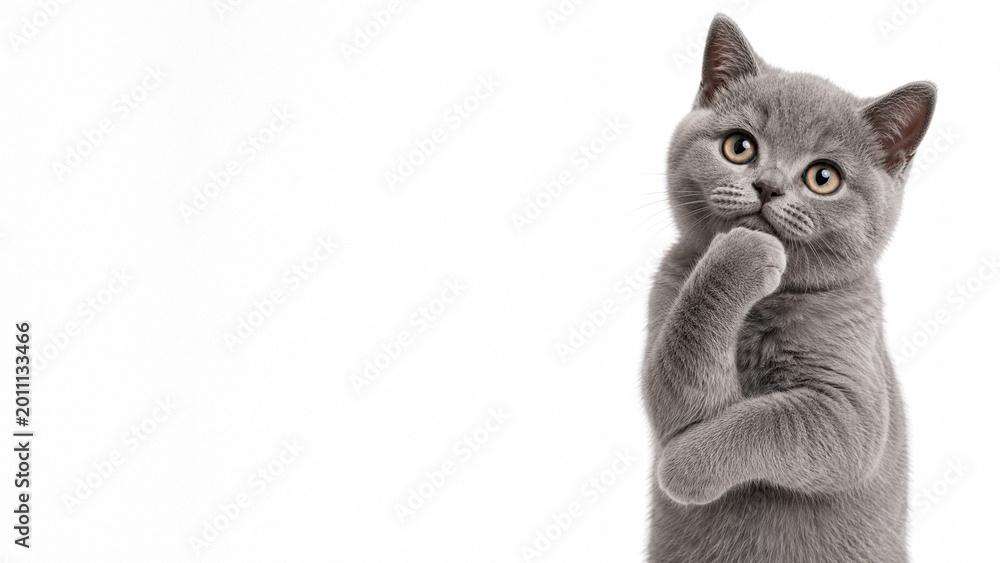 Fototapeta premium British Shorthair cat thinking with paw on chin on white background with copy space
