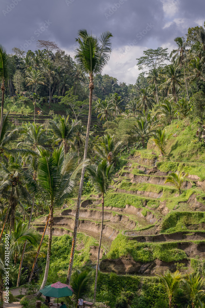 Fototapeta premium Tegalalang Rice Terraces in the center of Ubud. bright green rice fields in the hilly terrain. Rice terraces in Bali are a symbol of the cultural and ecology