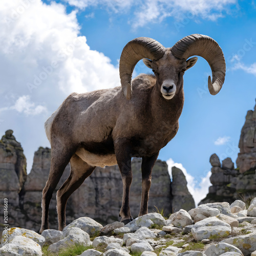 bighorn sheep standing on a rocky ground