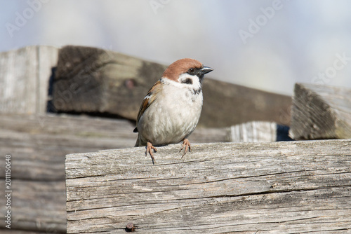 mall Eurasian Tree Sparrow Perched on Old Wooden Fence
