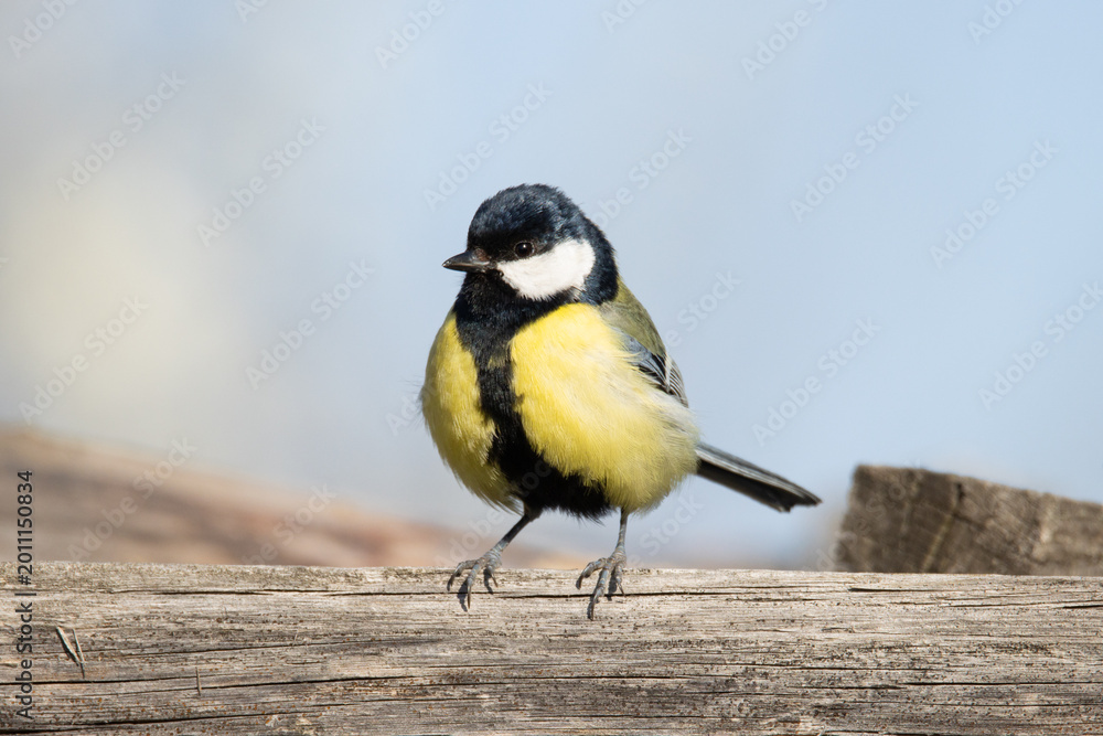 Obraz premium Colorful Great Tit Bird Perched on a Wooden Beam