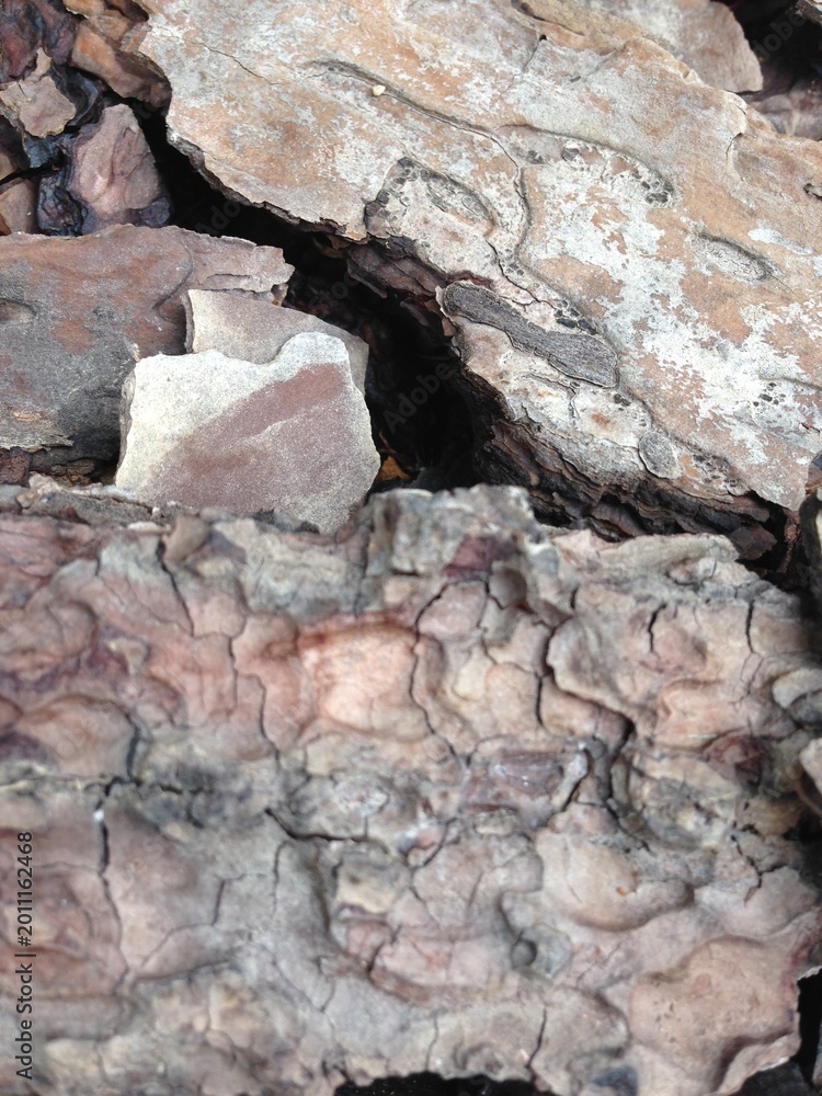 Fototapeta premium Rough Textured Tree Bark Up Close