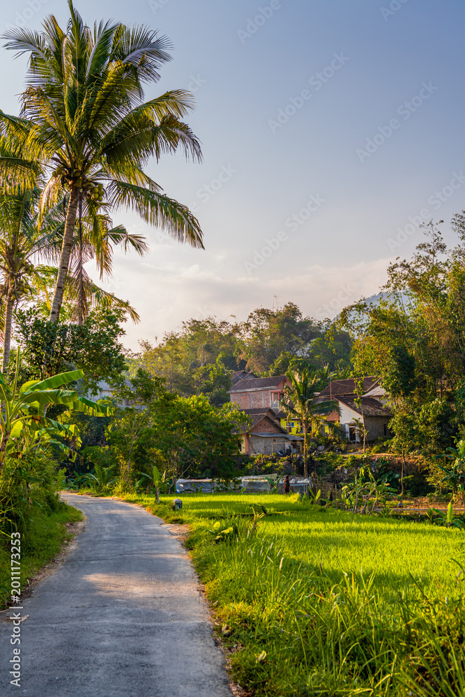 Fototapeta premium The beauty of rice fields and village houses in Kajoran, Magelang, Central Java