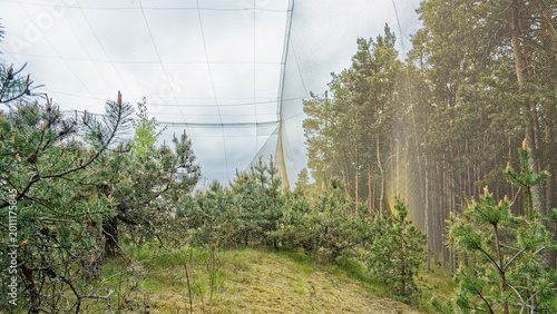 Billede på lærred Large scale ornithological mist nets for bird migration research in pine forest