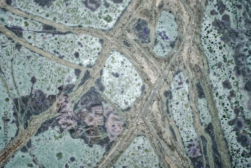 Macro thin section of unique tinguaite from Khibiny. Polished surface shows violet aegirine zones, light green nepheline matrix, lilac fluorite, and rare spotted-bubbly texture. Field of view 15 mm