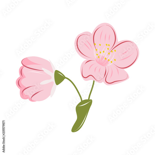 Cherry blossom flowers isolated on white background. Elegant pink botanical illustration perfect for spring invitations, packaging and floral design.