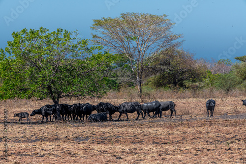 Fotografia The water buffalo Bubalus bubalis or domestic buffalo is a large bovid native to the Indian subcontinent, Southeast Asia and China