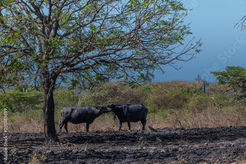 Quadro em tela Two water buffalos Bubalus bubalis or domestic water buffalos under the tree