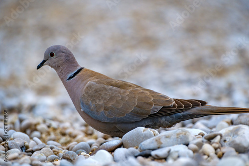 Fotografie Low angle shot of a Eurasian collared dove walking across grey beach stones