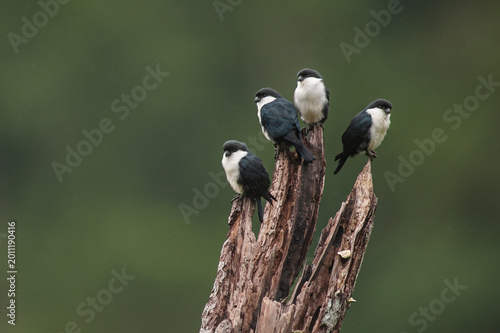 Microhierax erythrogenys