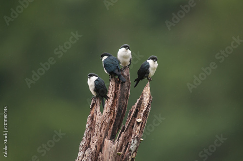 Microhierax erythrogenys