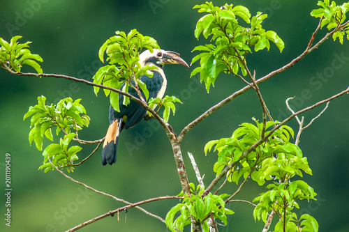 Penelopides affinis