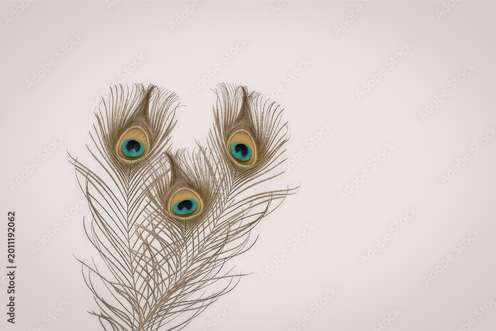 Obraz premium Minimalist Composition of Three Peacock Feathers with Soft Neutral Tones and Subtle Iridescent Eye Patterns on a Clean Background