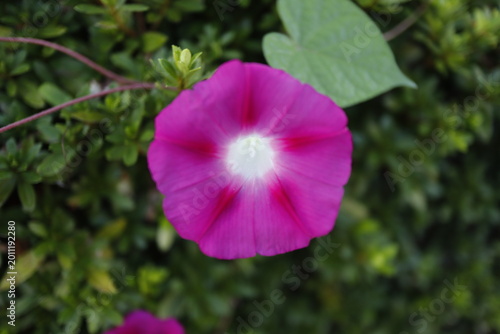 鮮やかな紫色のアサガオの花（Vivid purple morning glory flower in bloom）