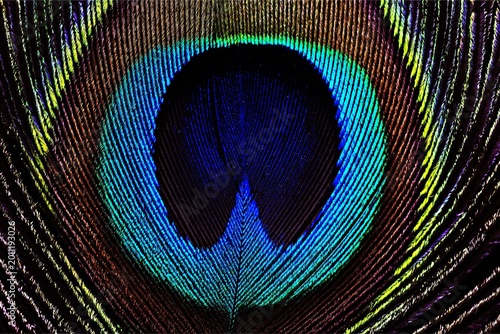 Obraz na płótnie Macro close-up of peacock feather eye with vivid iridescent blue, green, and gold textures, abstract pattern and rich detail filling the frame