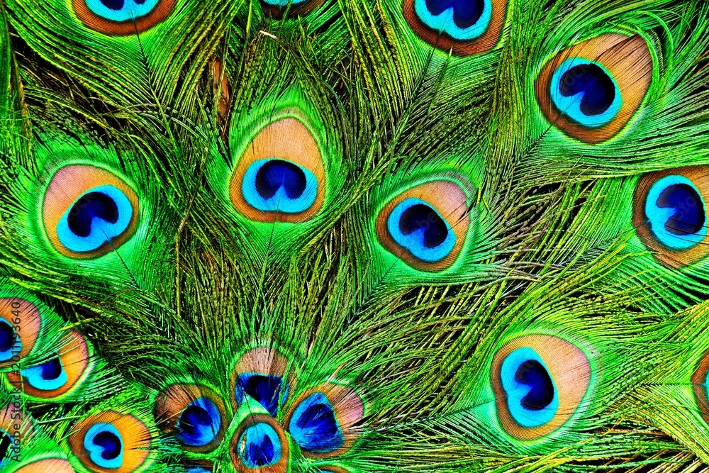 Fototapeta premium Full frame of vibrant peacock feathers with multiple iridescent eye patterns in green, blue, and gold, rich texture and colorful natural background.