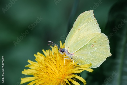 Zitronenfalter auf Löwenzahnblüte