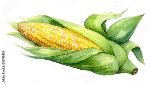 A close-up watercolor illustration of a ripe ear of corn, freshly picked and ready for harvest, with its green husk peeled back to reveal golden kernels