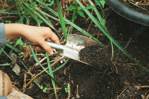 Fotografie Close-up of a hand using shovel to till dark soil in a garden bed