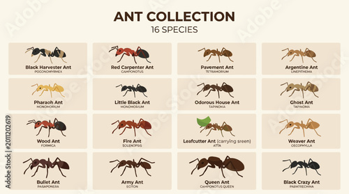 Konstfotografi Collection of different ant species.