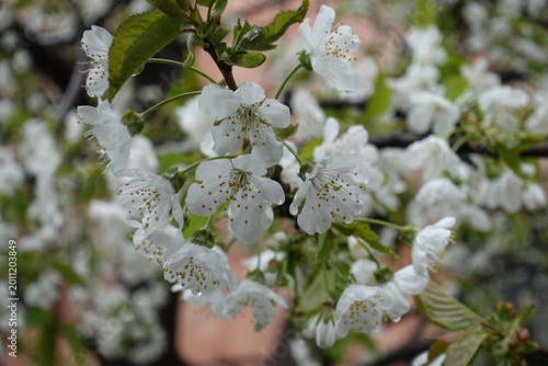 Fotografie Rain drops on white flowers of sweet cherry tree in April
