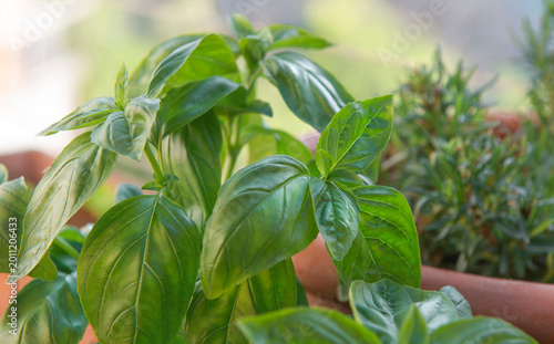closeup on leaf of basil growing outdoors in flowerpot  with rosemary background
